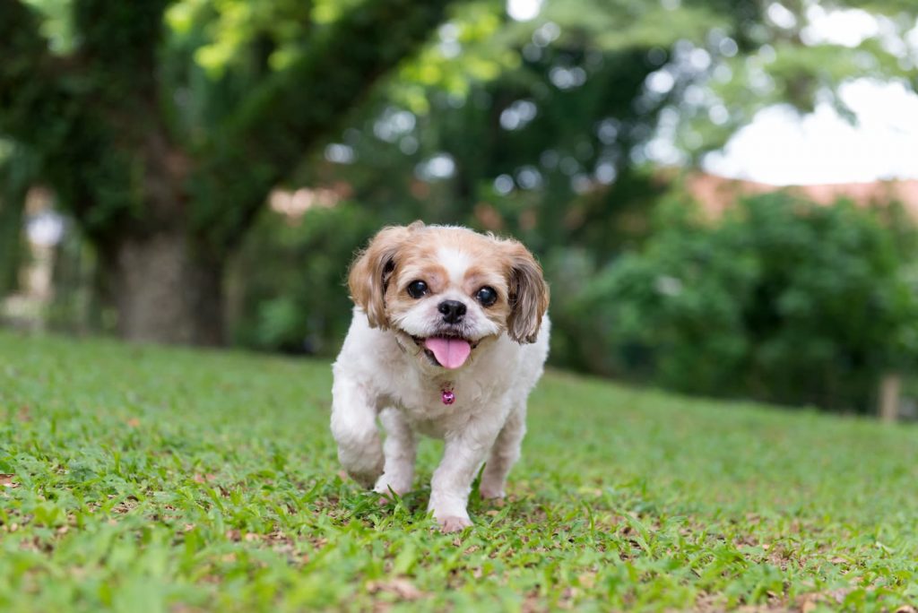 Como Adestrar Um Shih Tzu Dicas Pr Ticas Para Tutores Amor Aos Pets