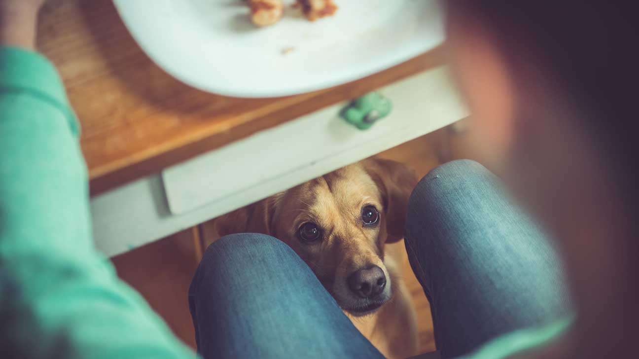 Cachorro pode comer damasco? Veja os benefícios e contraindicações, Nutrição