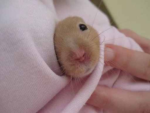Hamster Sirio O Guia Absolutamente Completo Para Os Donos Hamster Sirio O Guia Absolutamente Completo Para Os Donos