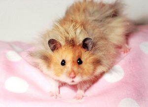 hamster sírio