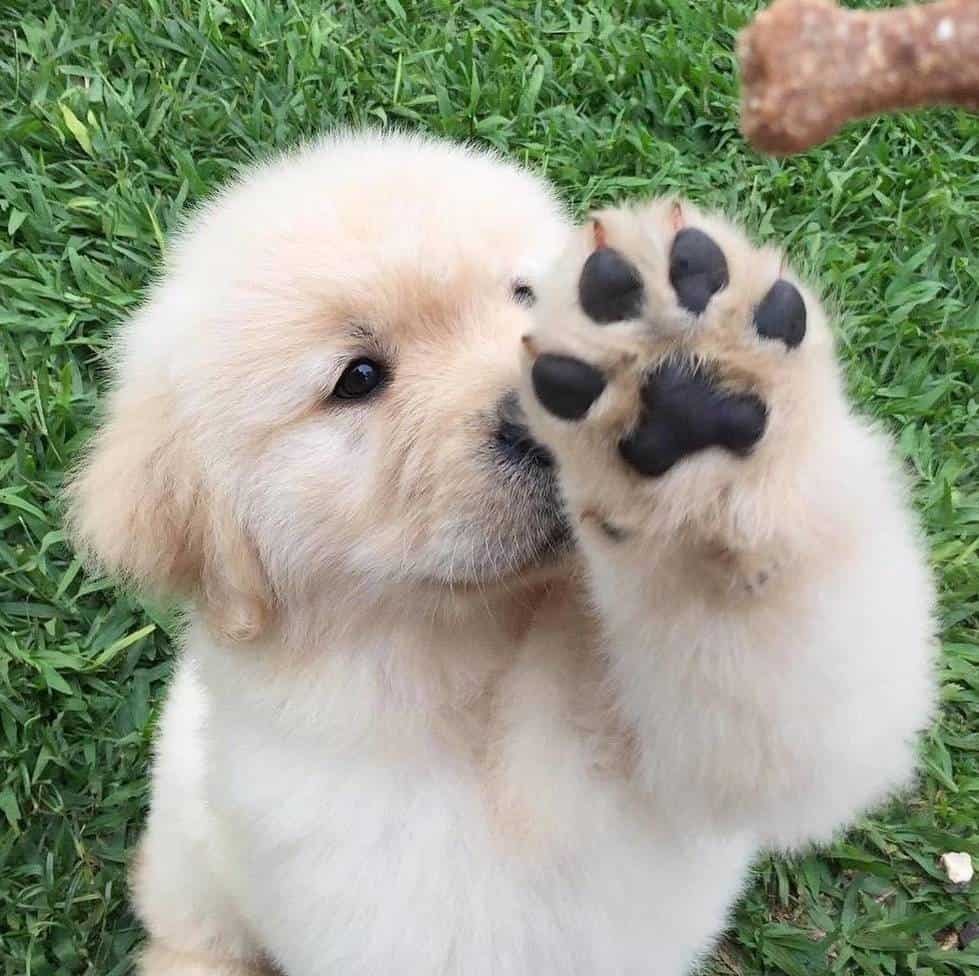 Saúdepets - Planos de Saúde Pet - Consultoria on X: Sou muito fofo! I'm  Very fluffy! #cao #cachorro #canino #dog #pet #animal #puppy   / X