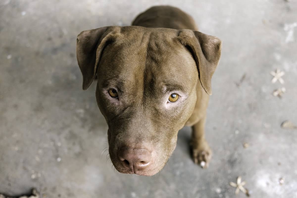 Crescimento Fila Brasileiro - A tabela de peso do cachorro Fila Brasileiro