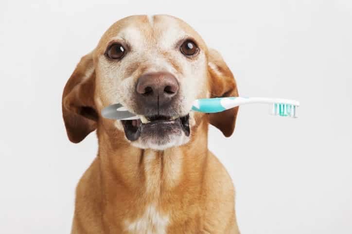 melhor pasta de dente para cachorro
