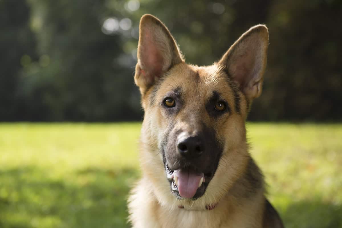 Raças de cachorro: Pastor Alemão, Artigos