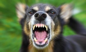 sintomas causados quando cachorro morde alguém