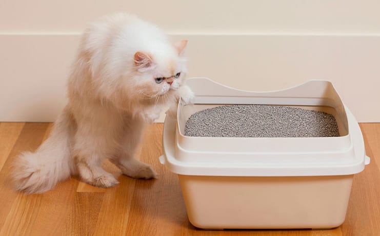melhor caixa de areia para gatos