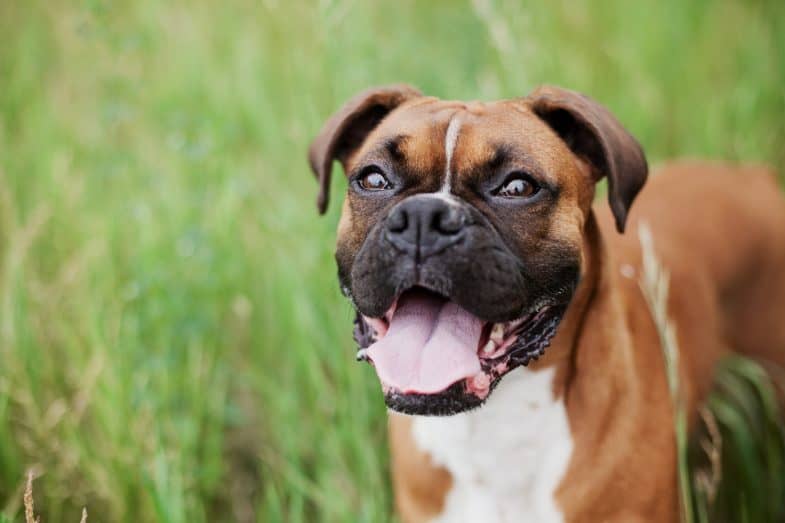 24 Raças de Cachorros Grandes para Escolher a Ideal - Amor aos Pets