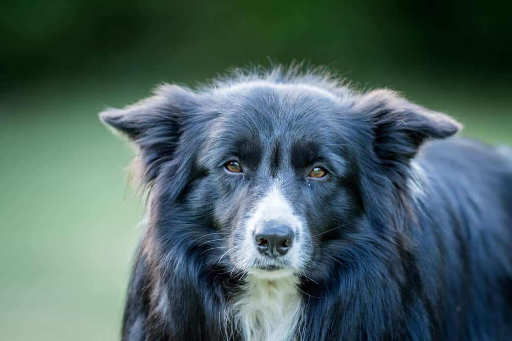 Cachorro Border Collie: saiba tudo sobre a raça