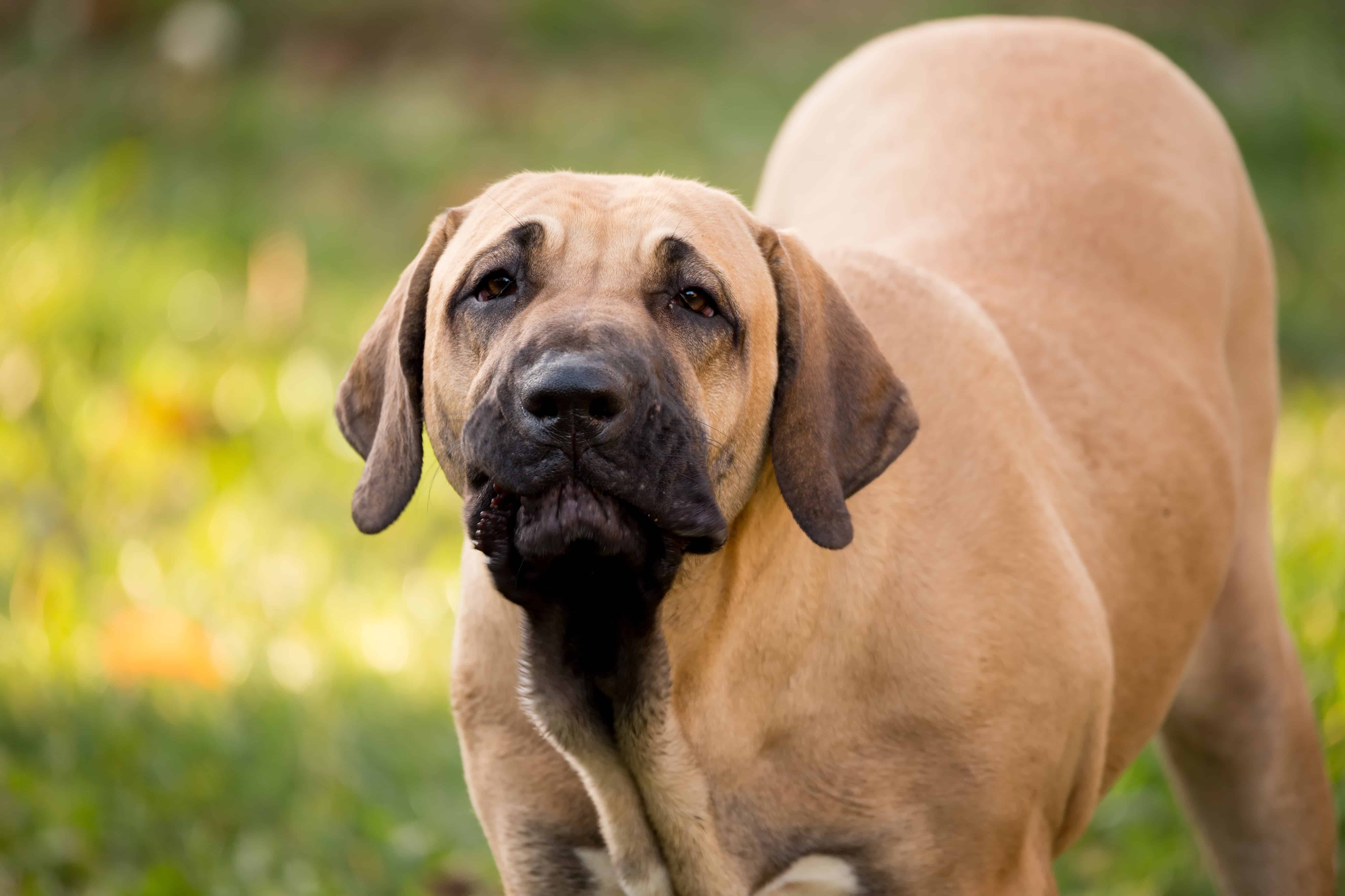 Raças de Cães – Fila Brasileiro – Blog Bom Pra Cachorro