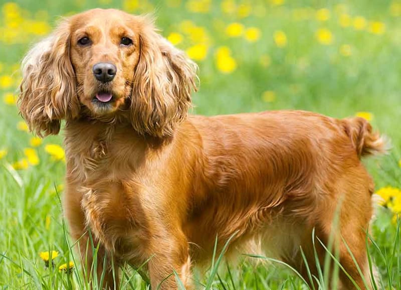 Cocker Spaniel Inglês: veja as características na PremieRpet