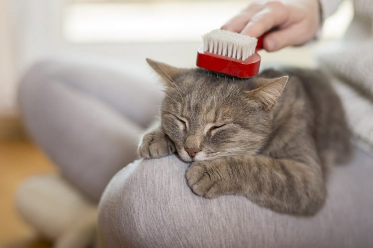 melhores escovas para gatos
