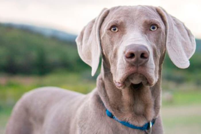 24 Raças de Cachorros Grandes para Escolher a Ideal - Amor aos Pets