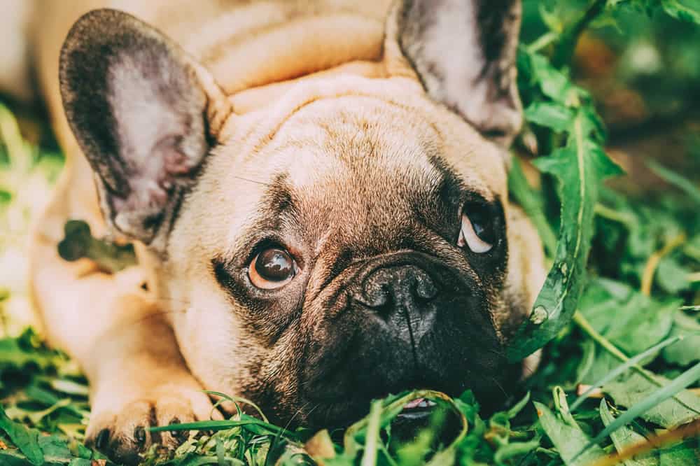 As 4 Melhores Rações para Bulldog Francês em 2023 - Amor aos Pets