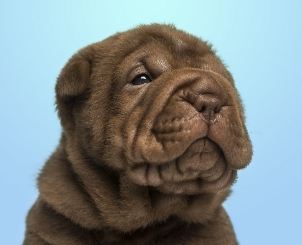 shar pei