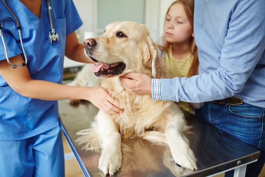 pancreatite em cães ten cura?