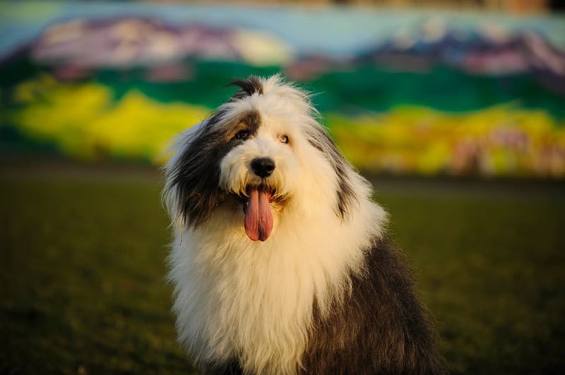 Old English Sheepdog