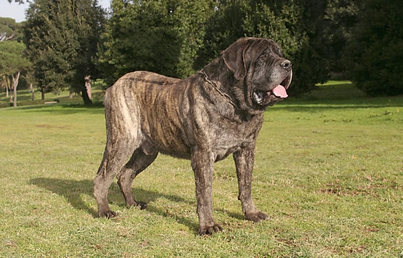 Antigo Cão de Pastor Inglês - Raças de Cachorros