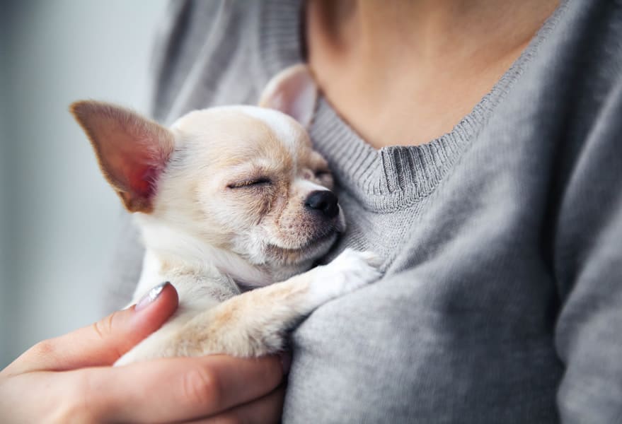 Nomes masculinos de cachorro: 501 opções para o seu cão!