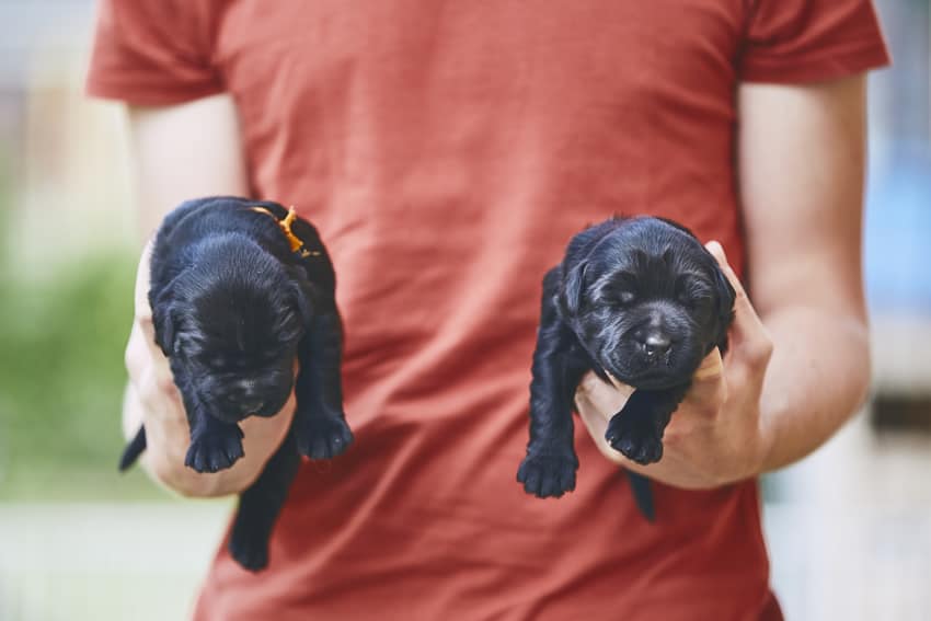 Nomes para cachorro: 2000 ideias para o seu pet!