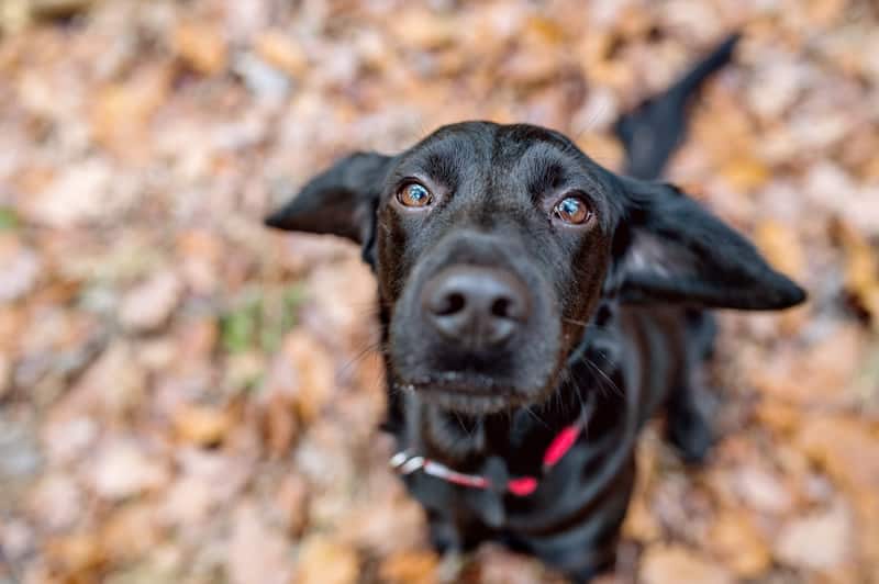 Sonhar com Cachorro: Veja Significados e Como Interpretar