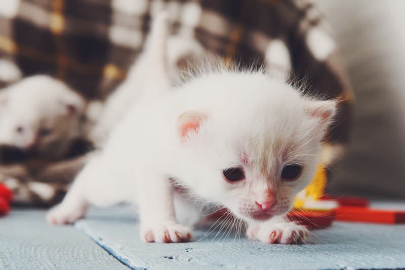 Nomes de comida para gatos