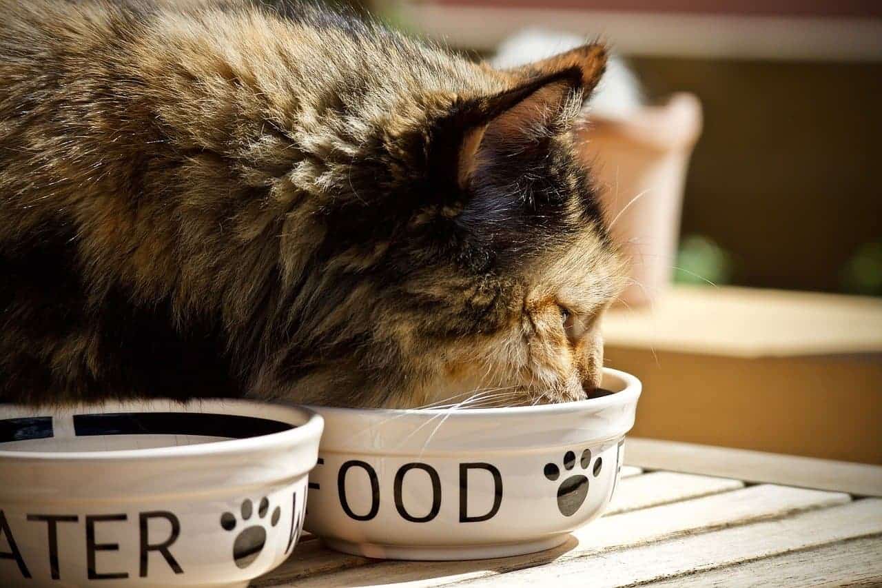 alimentação de felinos e seus benefícios
