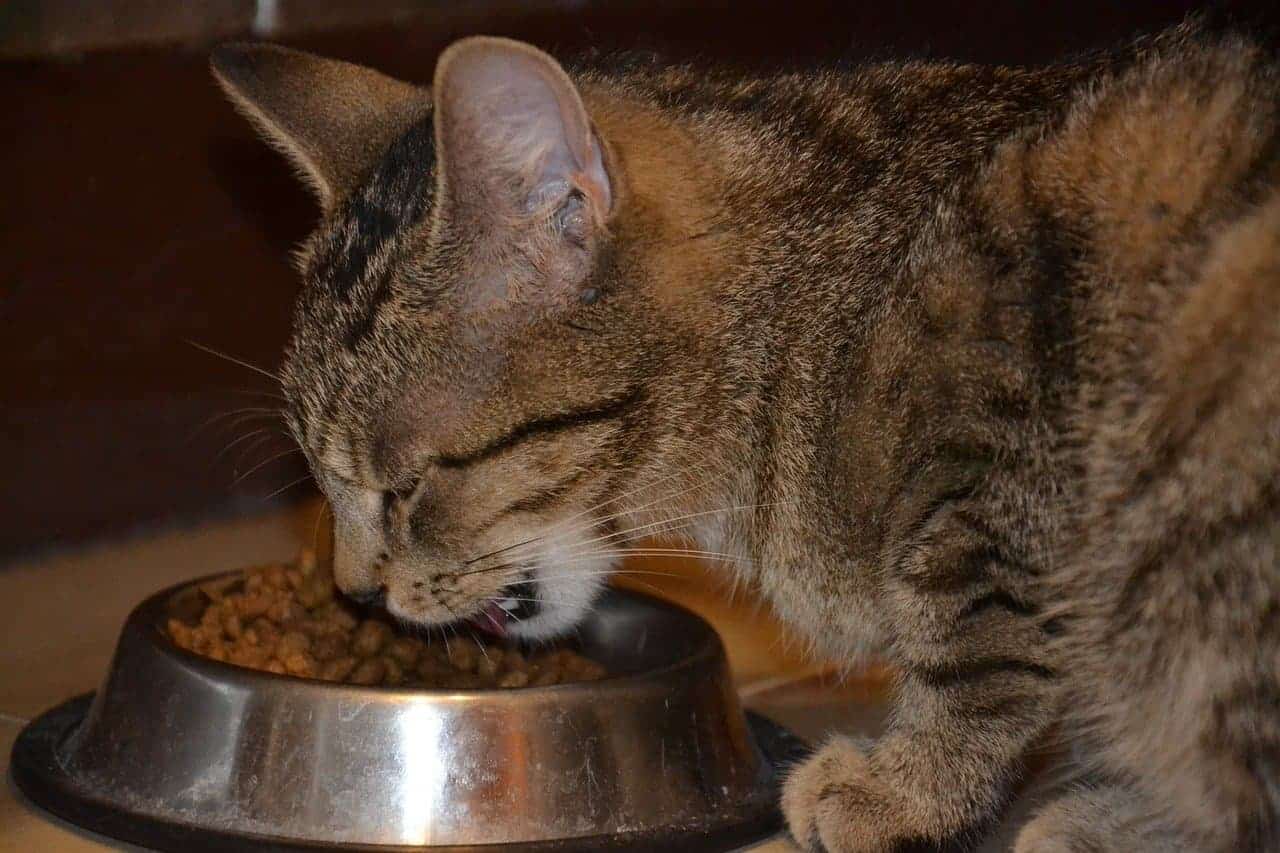 gato se alimentando no comedouro
