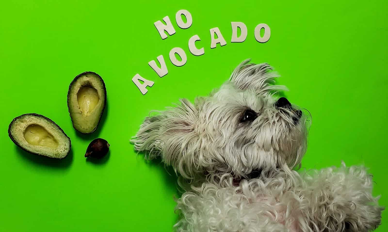 Cachorro pode comer abacate?