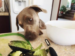 Cachorro pode comer abacate?
