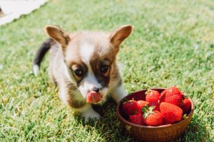 Cachorro pode comer morango?