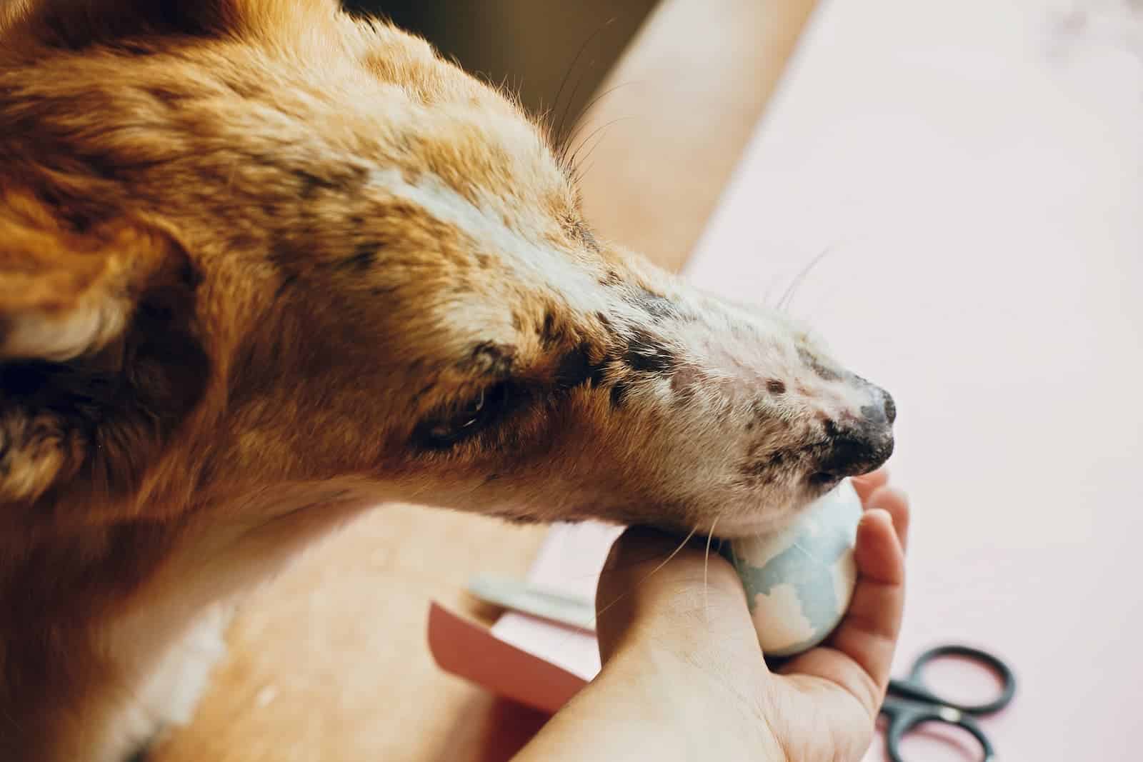 Cachorro pode comer OVO? Benefícios e preparação