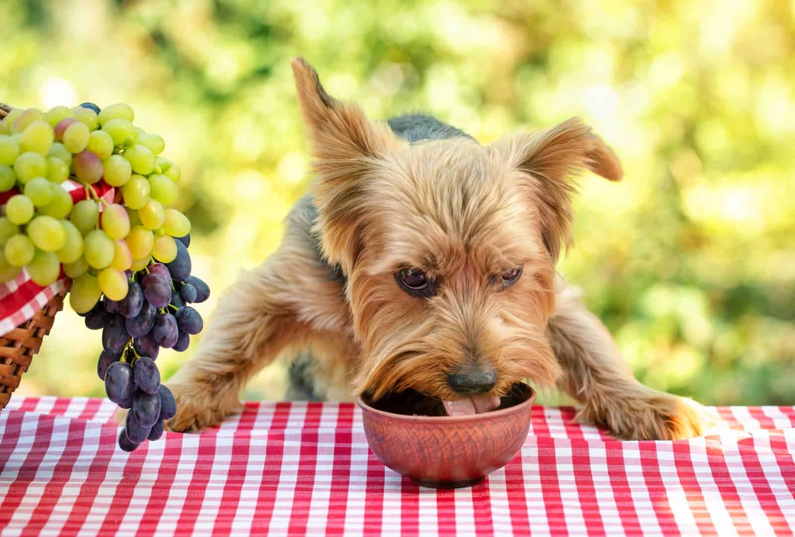 Cachorro pode comer uva?