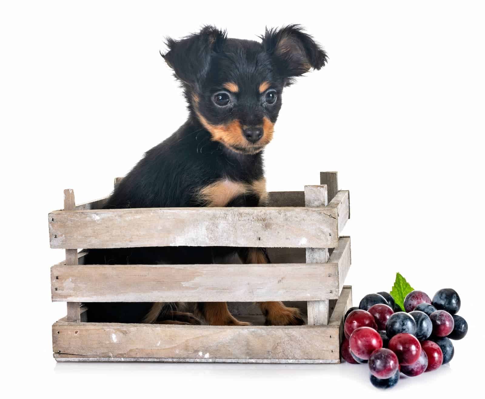 Cachorro pode comer uva?