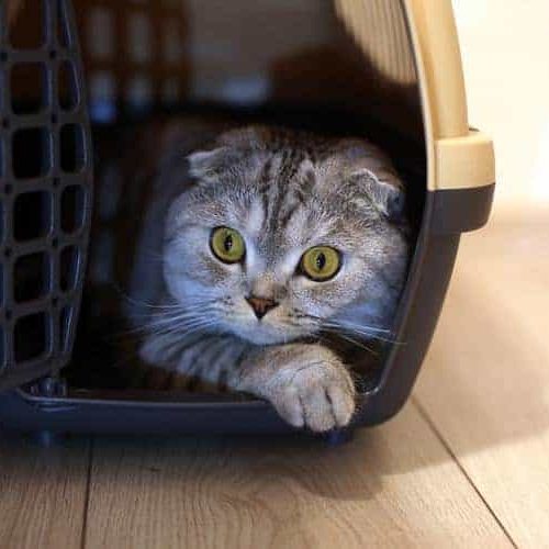 caixa de transporte para felinos