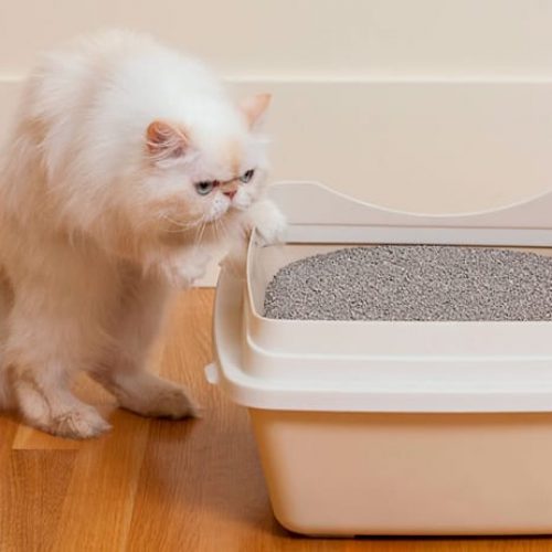 melhor caixa de areia para gatos