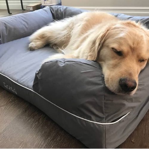 melhor cama para cachorro