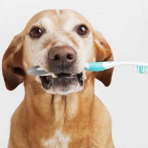 melhor pasta de dente para cachorro