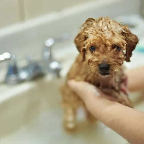 Os 4 Melhores Shampoos para Cachorro em 2023 - Amor aos Pets