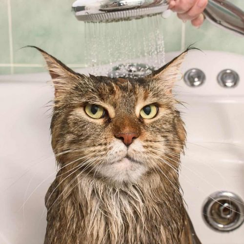 melhor shampoo para gato